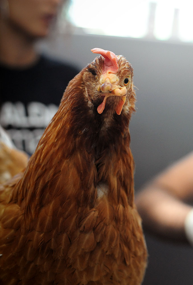 De-beaked chicken