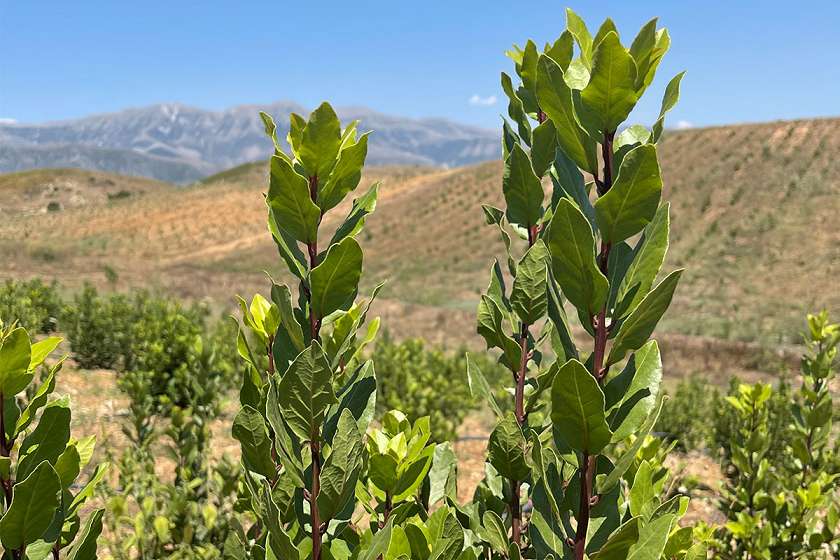 Hoja De Laurel