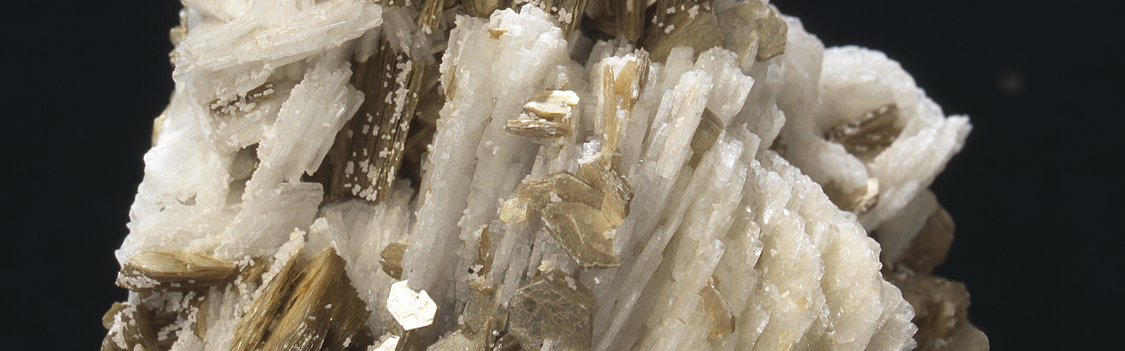 Close up view of a mica crystal with gold and white shimmery streaks running throughout on a black background.