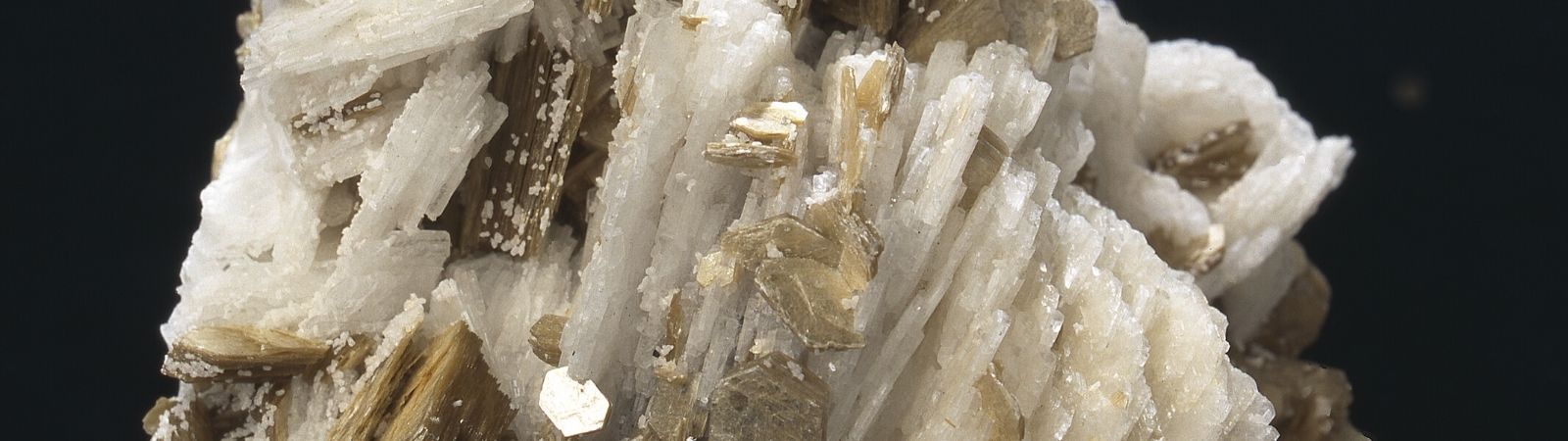 Close up view of a mica crystal with gold and white shimmery streaks running throughout on a black background.