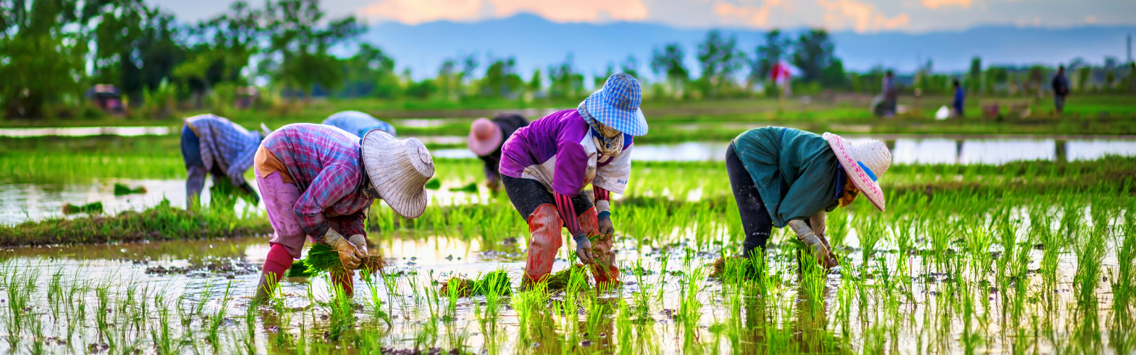 Workers working on a rice farm ankle deep in water with beautiful mountains in the background.