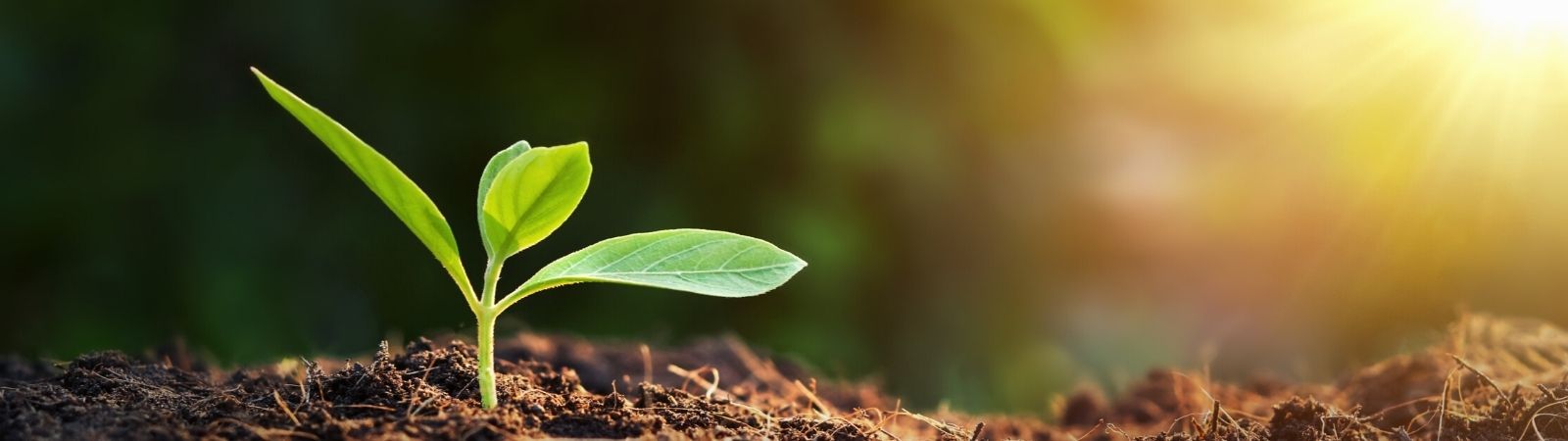 Small green sprout in dark soil with sun beams streaming from the top right hand corner.
