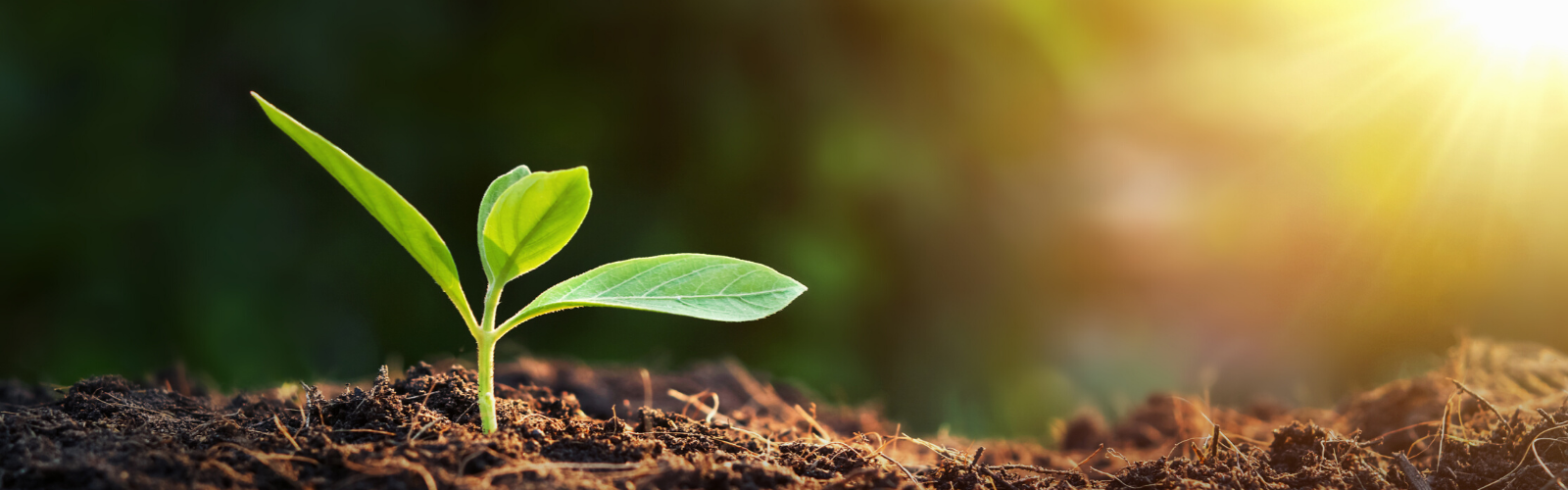 Small green sprout in dark soil with sun beams streaming from the top right hand corner.