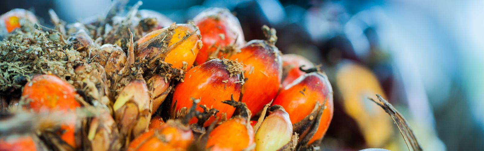 Close up view of bright red-orange palm oil seeds.