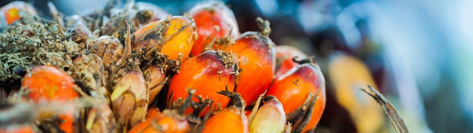 Close up view of bright red-orange palm oil seeds.