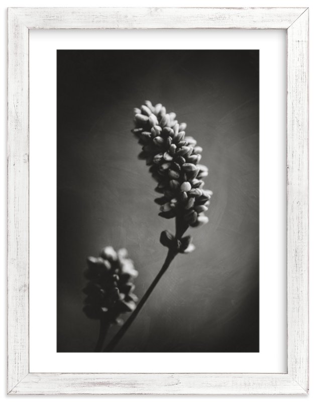 Wild Grass Study, 18" X 24", Distressed Cottage White, Black and White, Standard Plexi & Materials, White Border