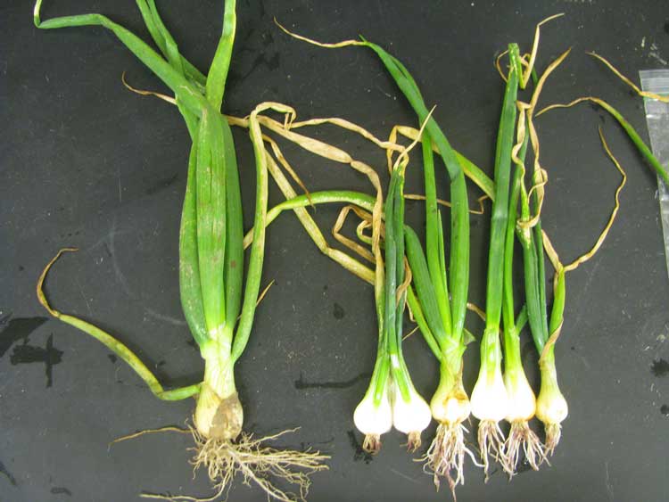 onion-pink-root-2L | Mount Vernon NWREC | Washington State University