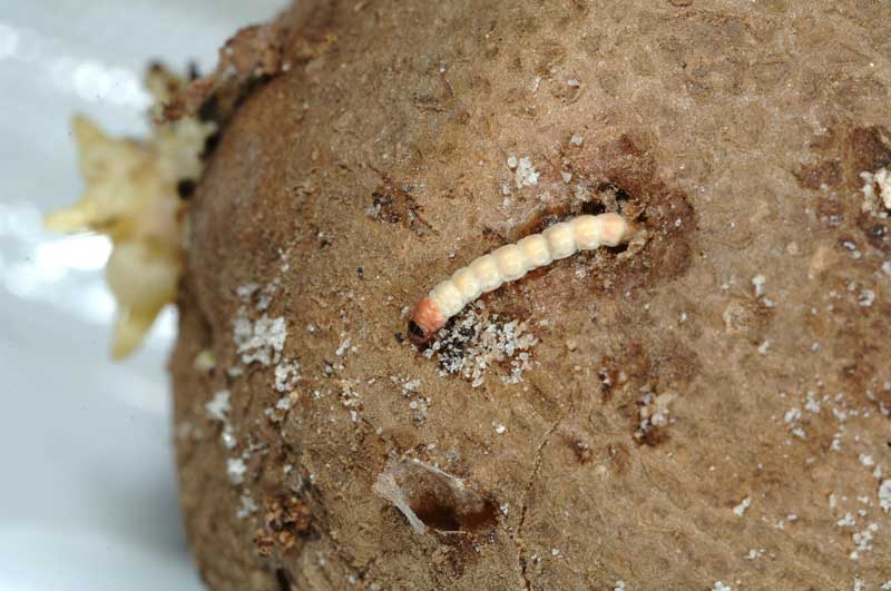 potato-tuberworm-5L | Mount Vernon NWREC | Washington State University