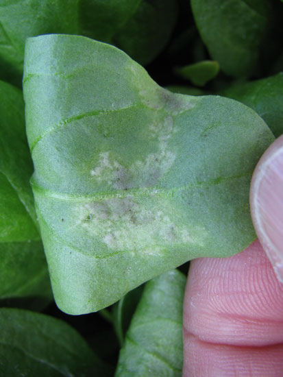 spinach-downy-mildew-3L | Mount Vernon NWREC | Washington State University