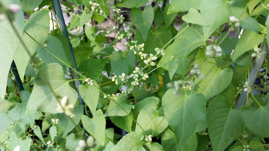 Blooms and seedpods amongst green leaves.