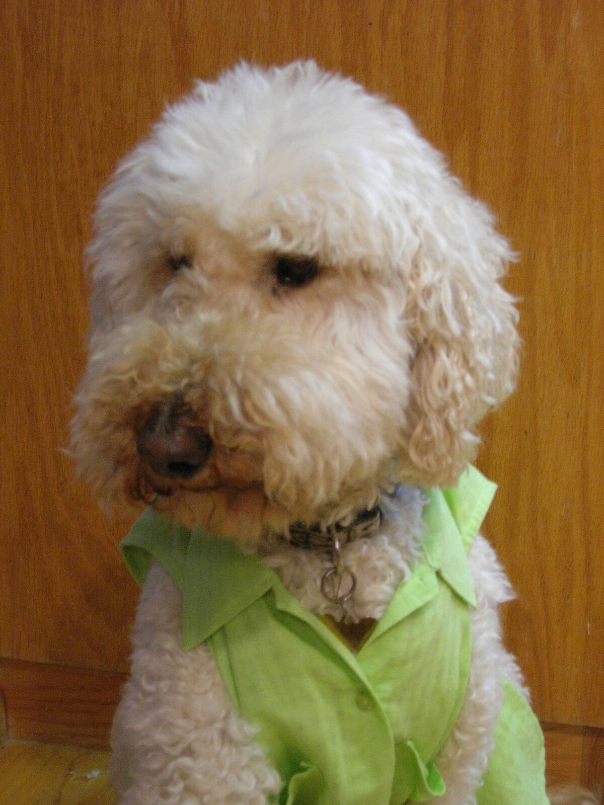 St. Patrick’s Day dog