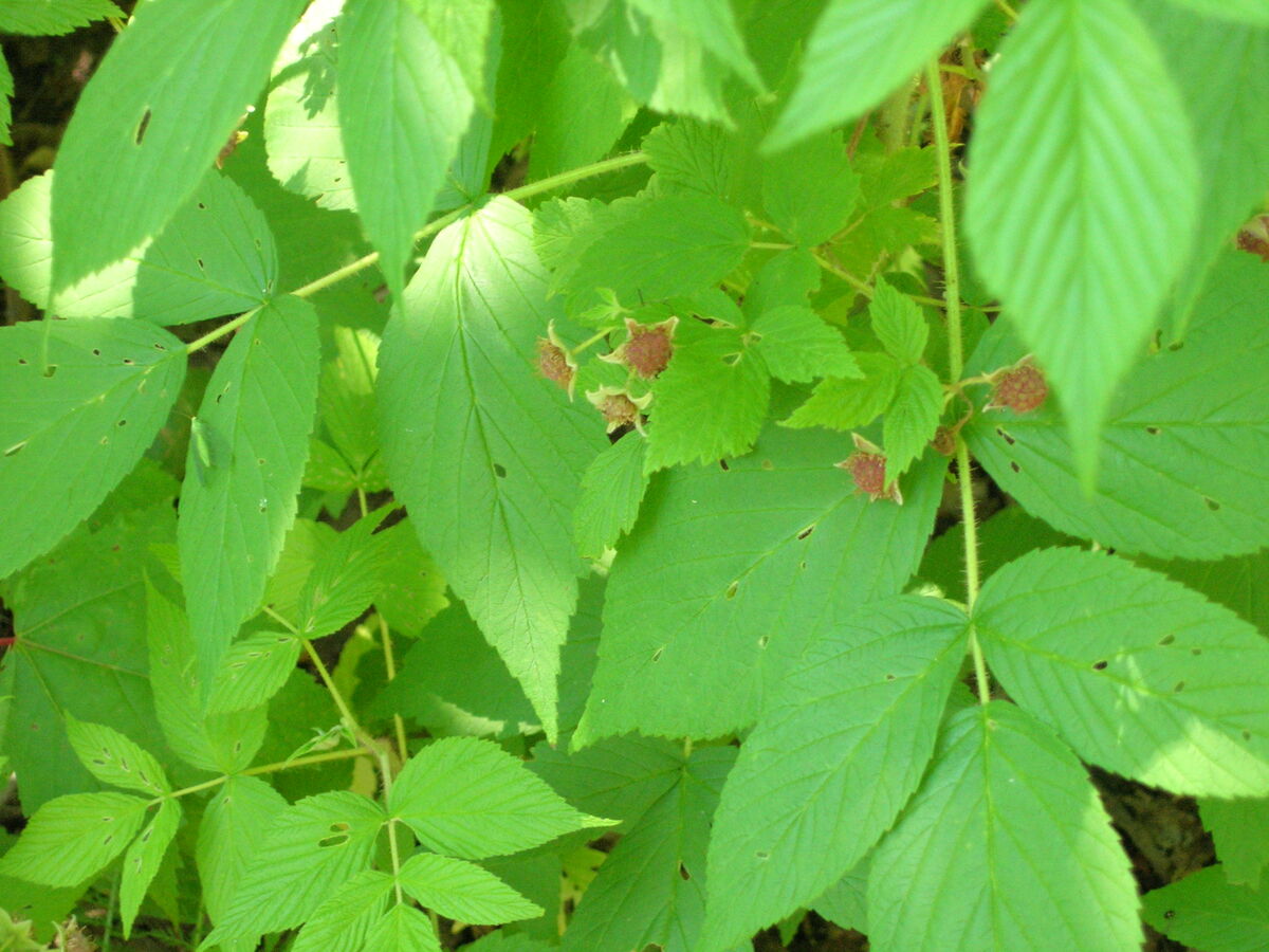 06