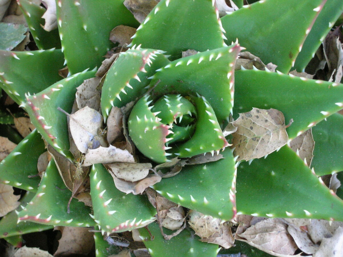 08
