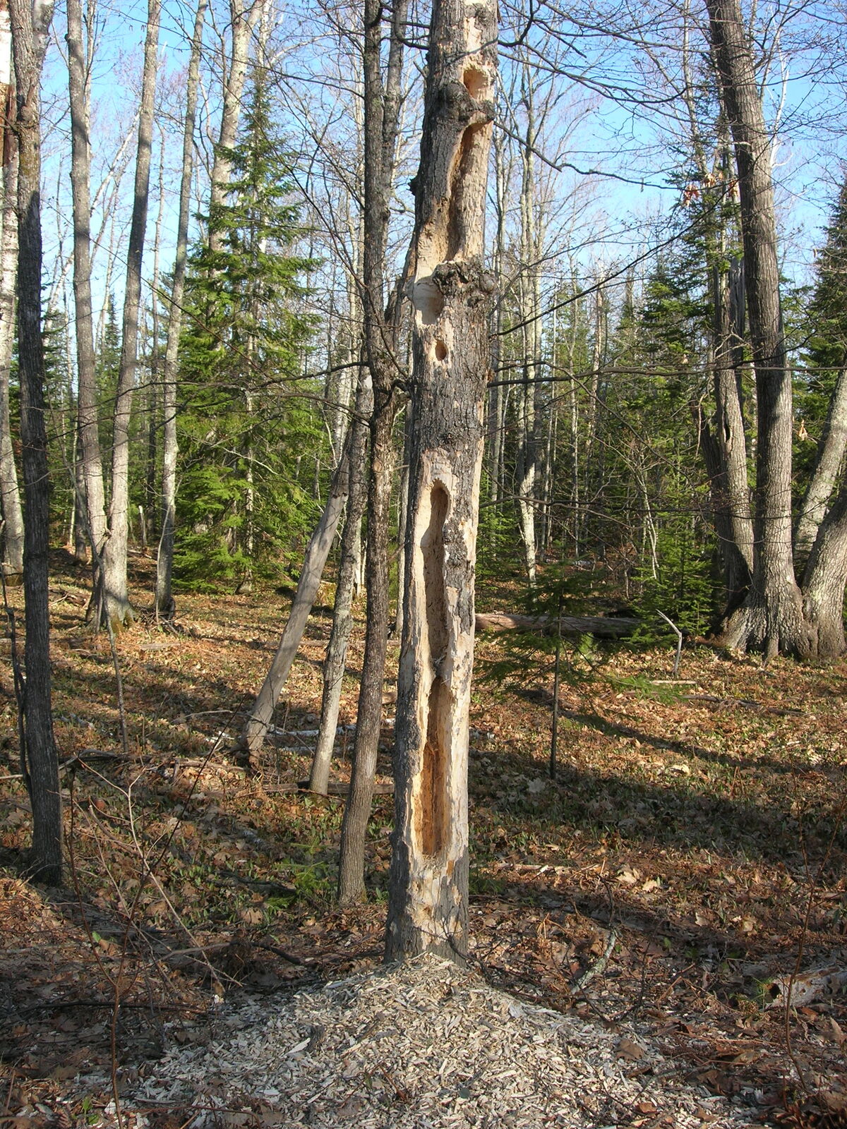 11