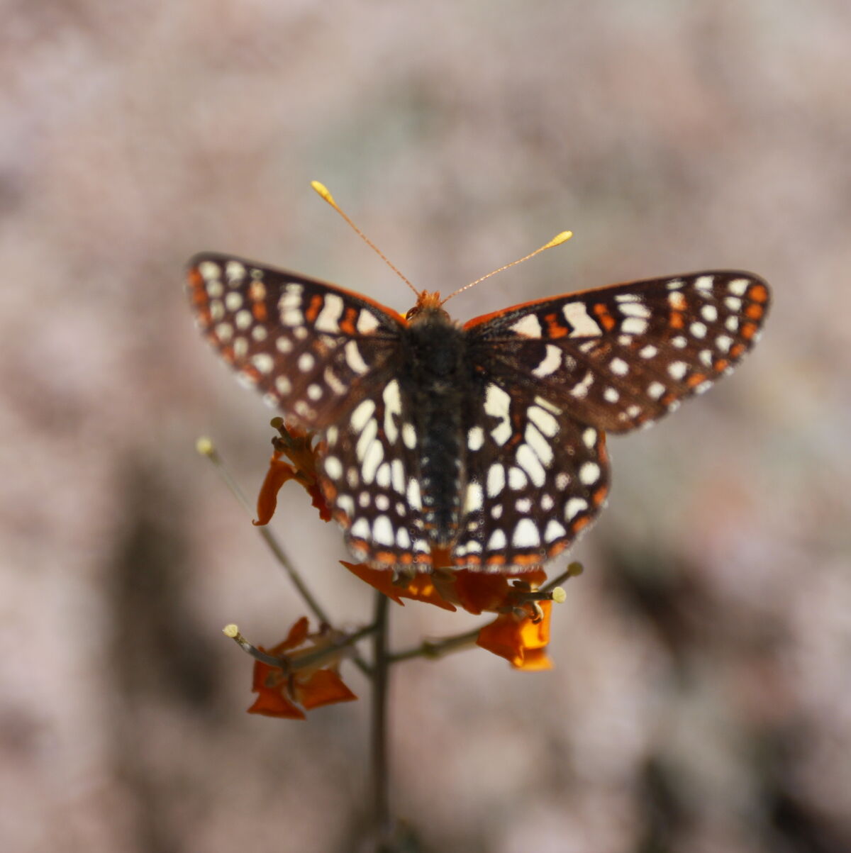 84