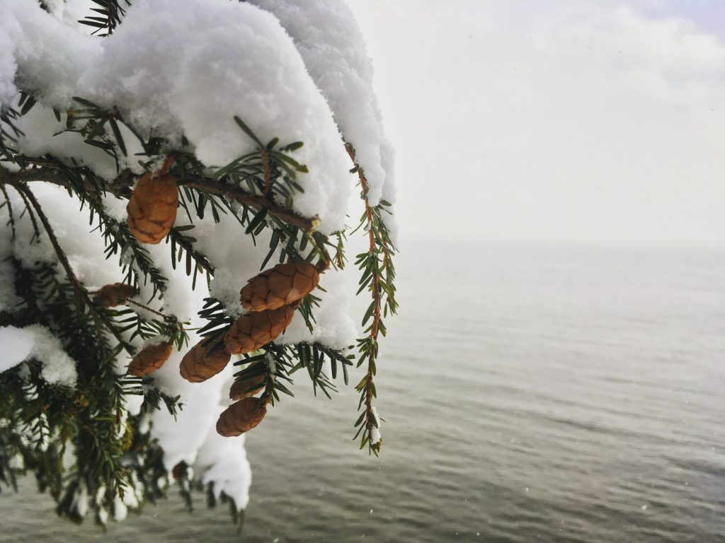 pinecones