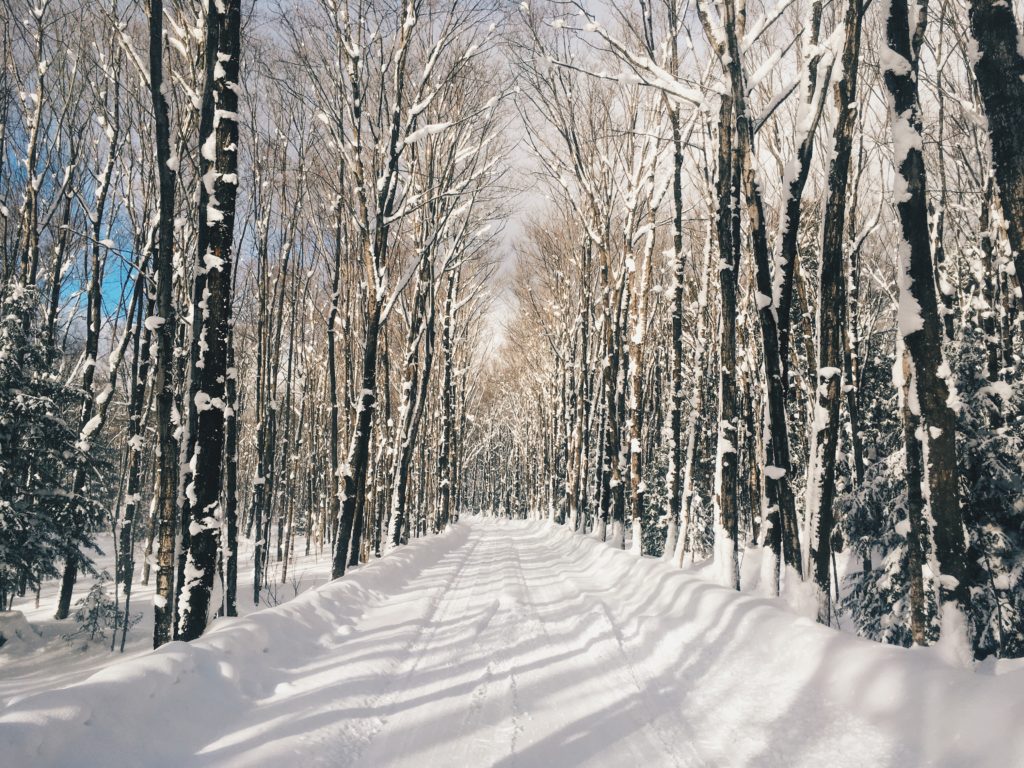 winter trees