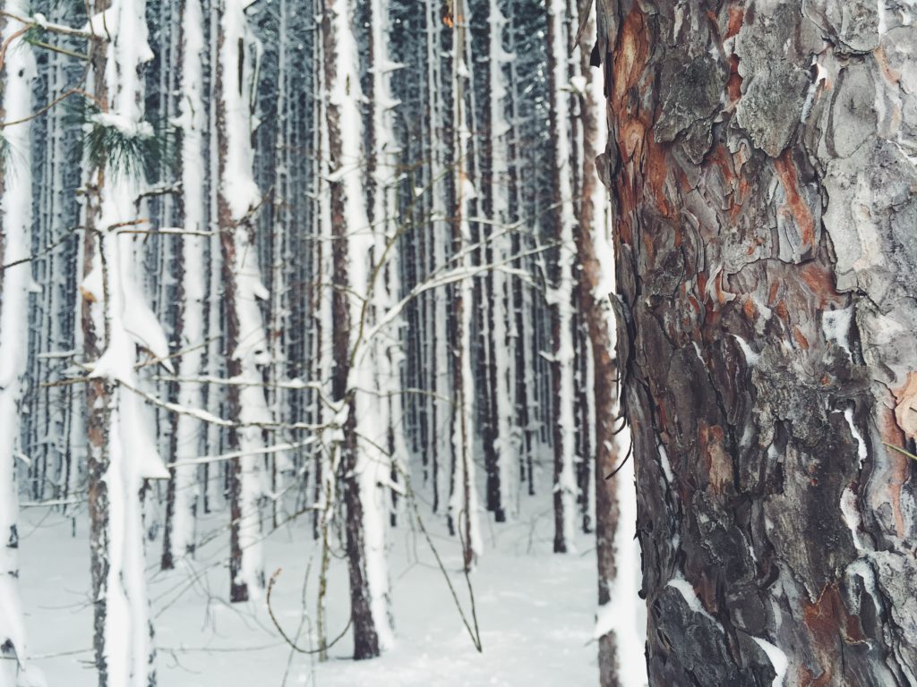winter trees