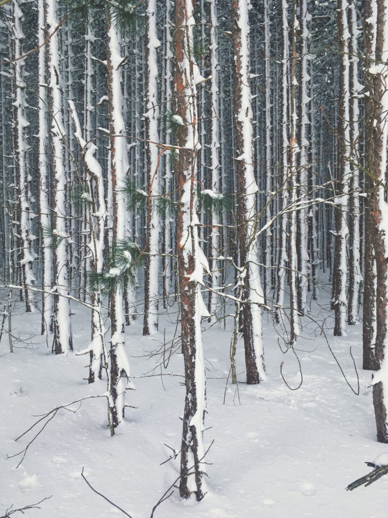 winter trees