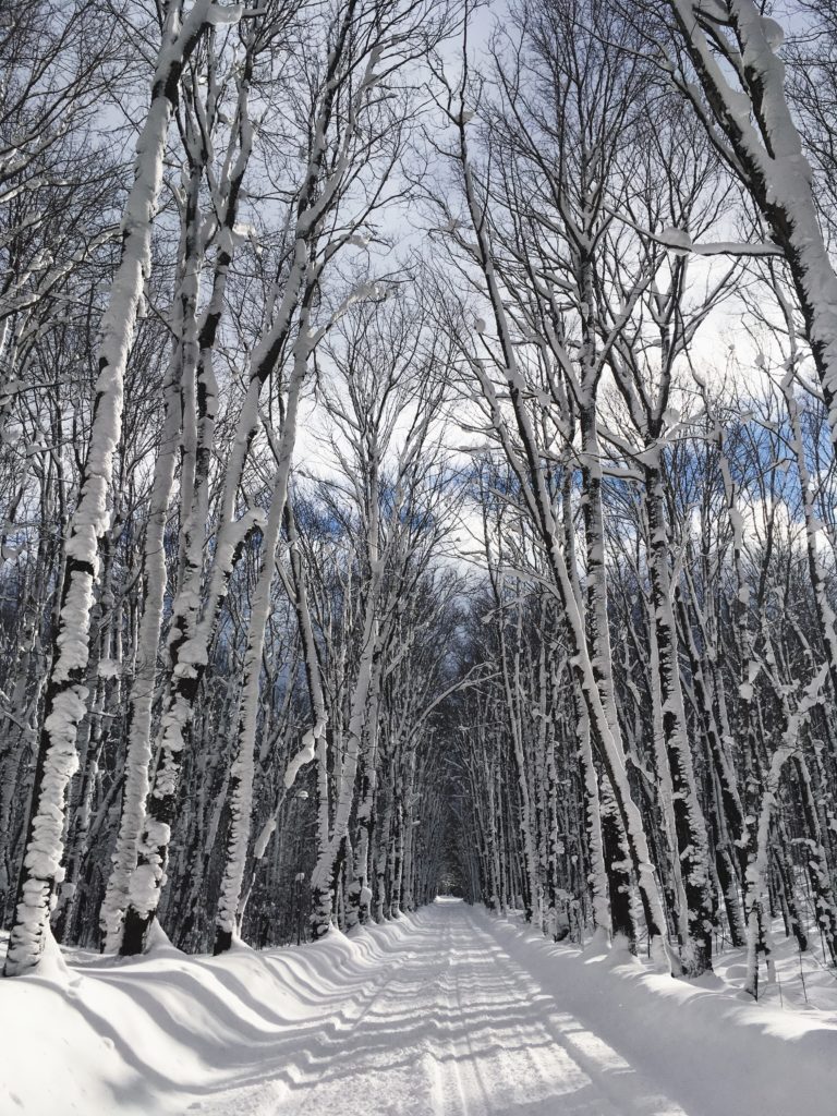 winter trees