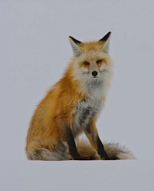 snowy fox