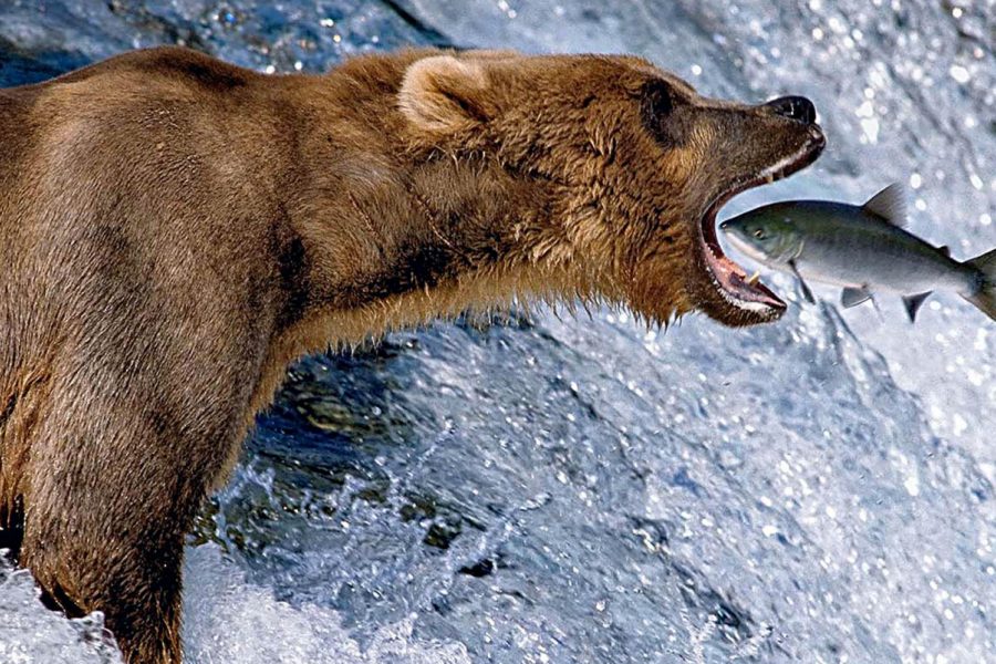 Catch of the Day Brooks Falls, Alaska | 1988 | Thomas D. Mangelsen  |  The Legacy Reserve Collection