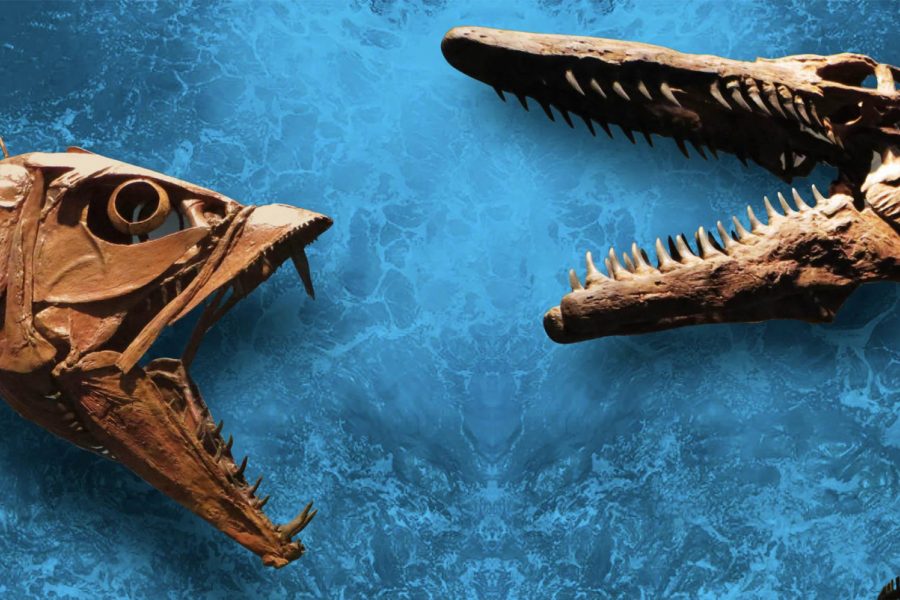 Savage Ancient Seas Fossil