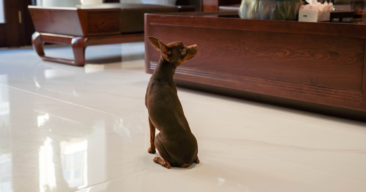 Tips to Sell a Home With People and Pets
