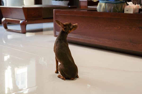 Tips to Sell a Home With People and Pets
