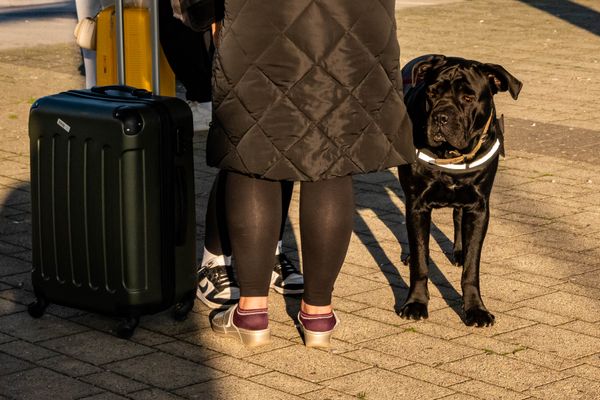 Flying With Your ESA: A Guide to Current Airline Policies
