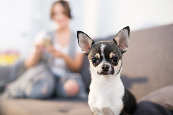 10 Things You Didn't Know About Emotional Support Animals