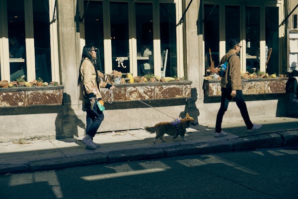 Dog Diplomacy: Tips on Being a Good Neighbor