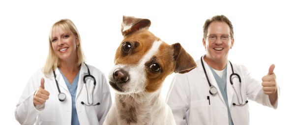 Benefits of an Emotional Support Animal