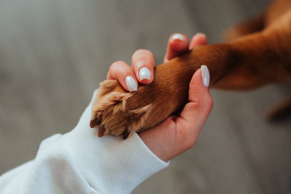 Coping With Grief: 5 Tips to Heal After Losing a Pet
