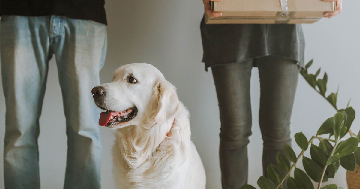 Best Practices for Downsizing With a Dog