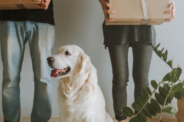 Best Practices for Downsizing With a Dog