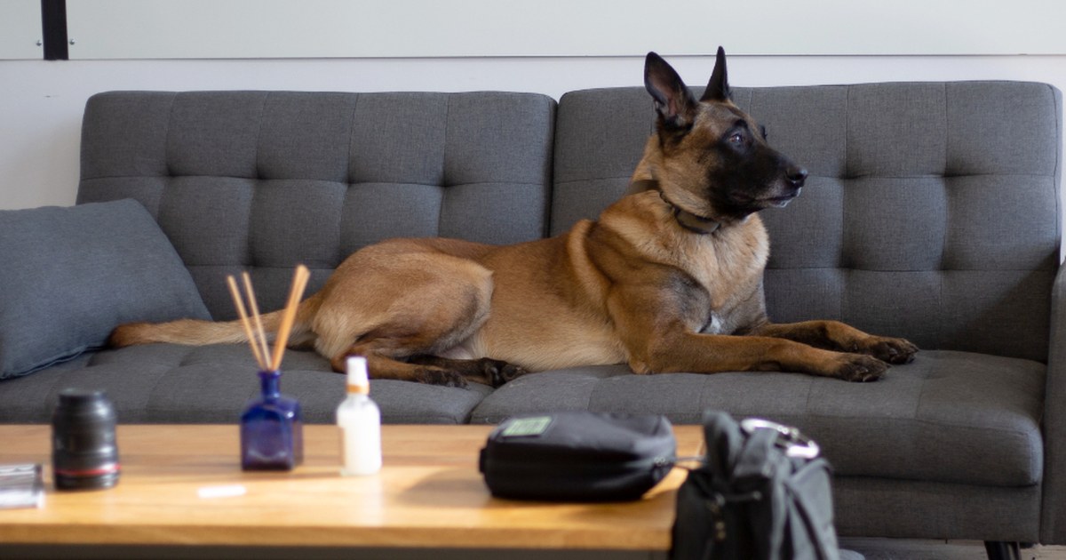 What the 2026 HUD Policy Change Means for Emotional Support Animals