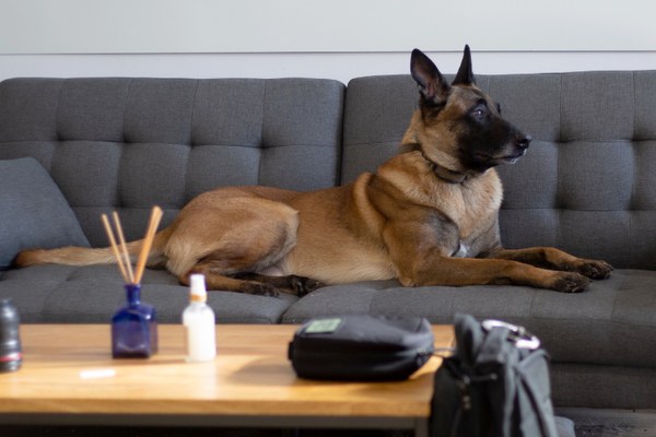 What the 2026 HUD Policy Change Means for Emotional Support Animals