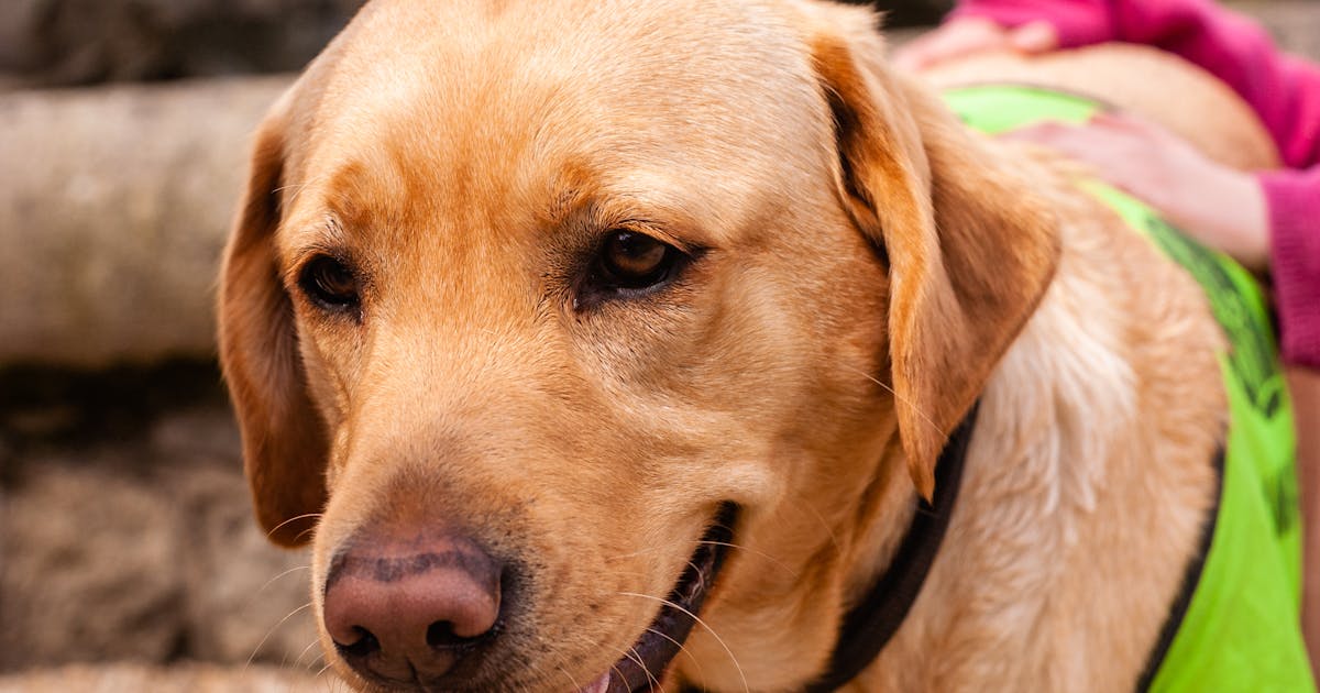Psychiatric Service Dogs Explained: Tasks, Rights, and How They Differ from ESAs