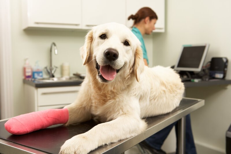 Pet Health Insurance Guide: Is It Worth It?
