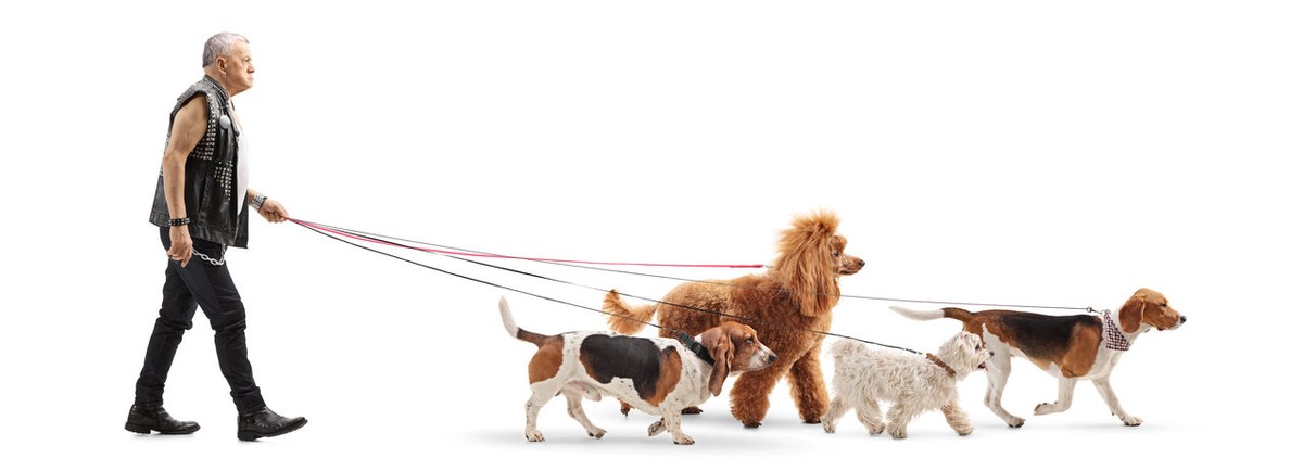 Emotional Support Animals for Seniors: Benefits and Getting Started