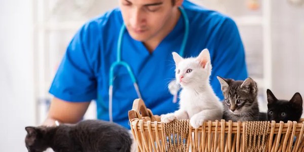 Carprofen for Cats: Is It Safe?
