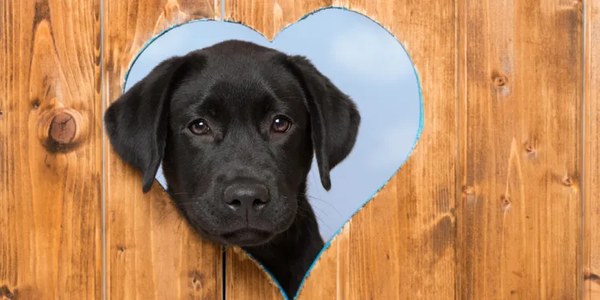 Tips to Keep Your Dog Happy and Secure in a New House