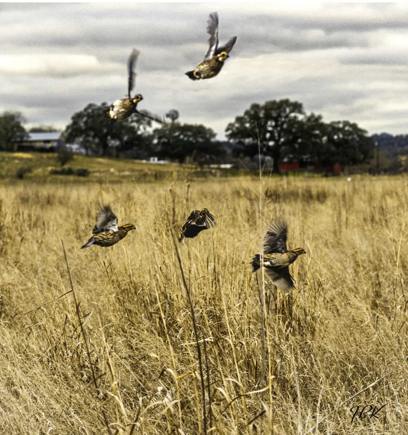 Upland Bird Hunt