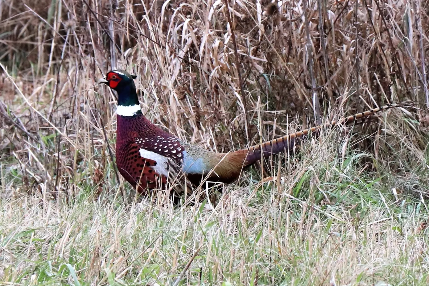 2026 Eggs & Chicks Available