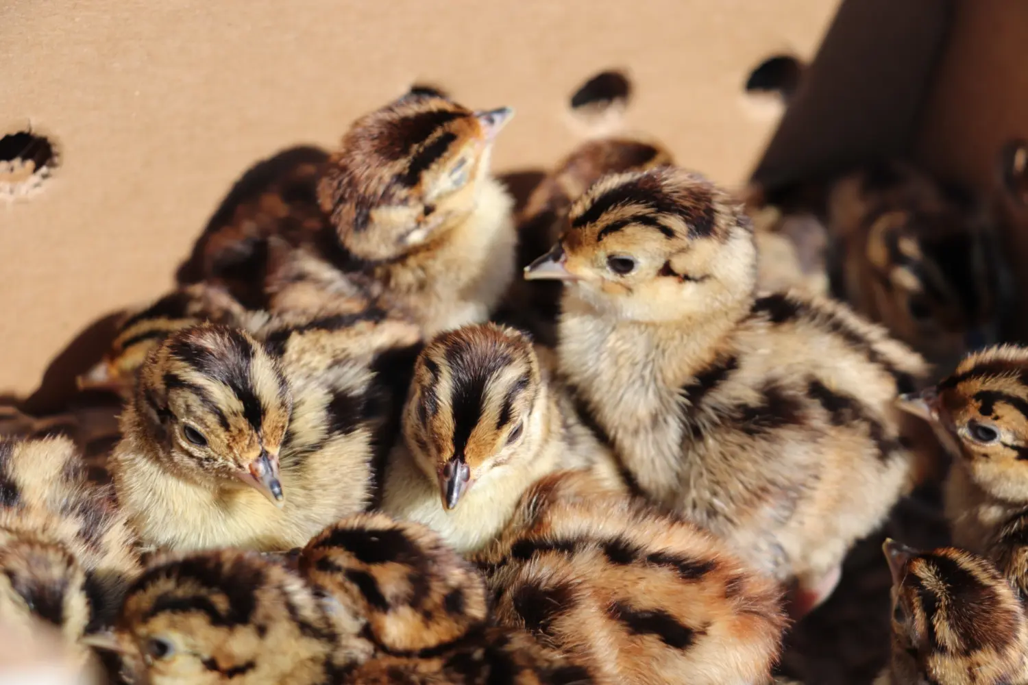 Chicks Available