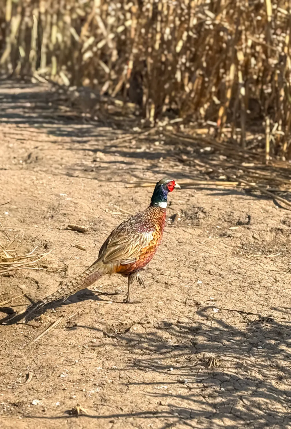 Flight-Ready Roosters For Sale
