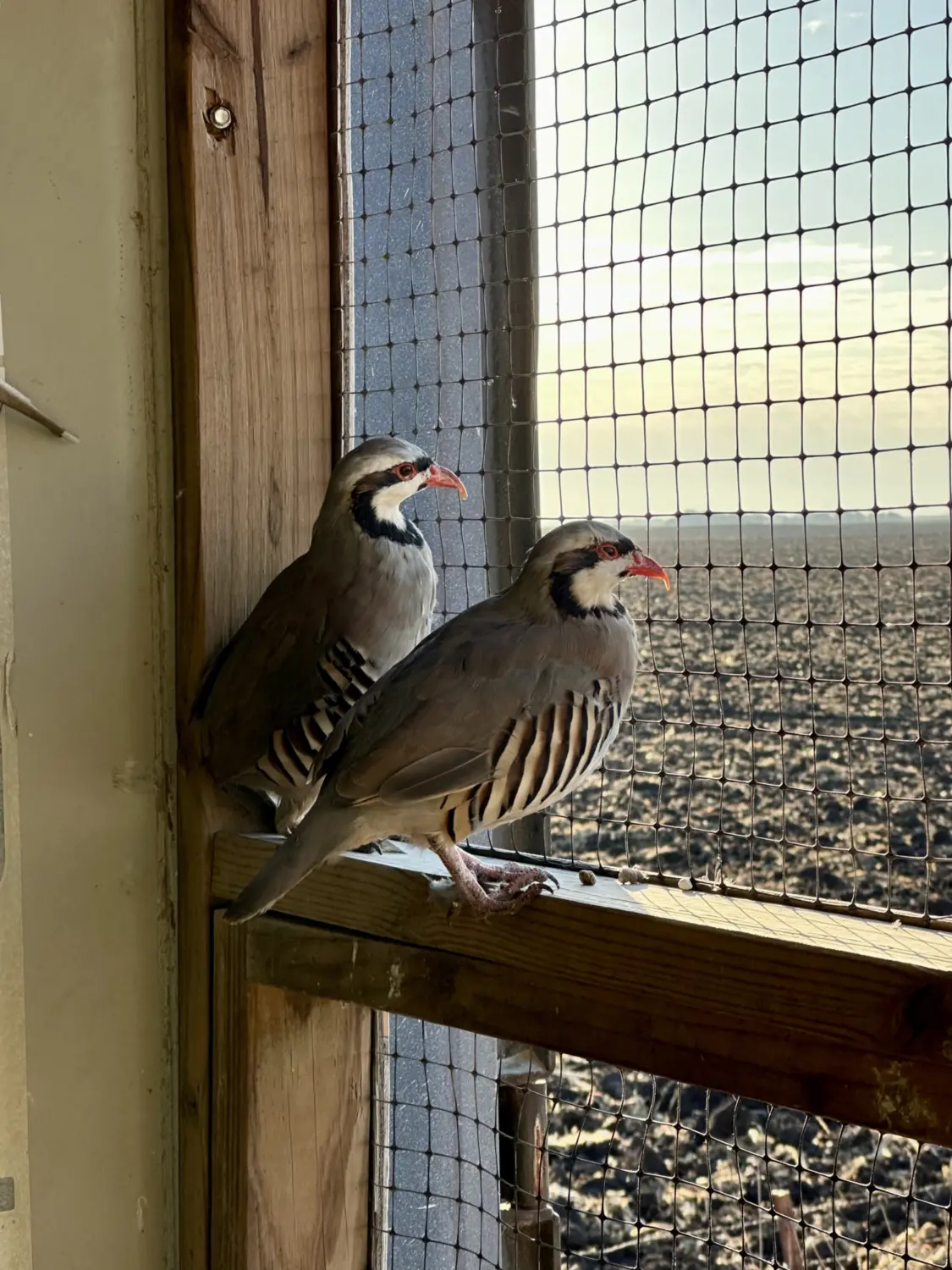 Pheasant, Chukar, & Bobwhite Quail For Sale