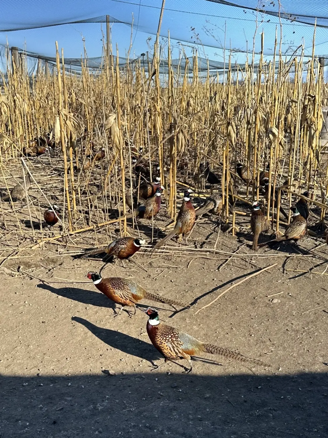 Pheasant, Chukar, & Bobwhite Quail For Sale