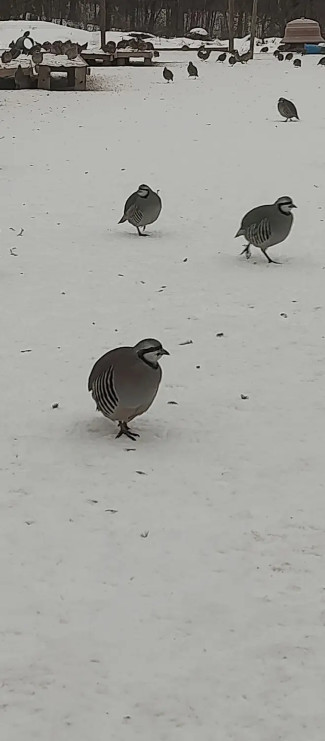 Mature Chukar For Sale